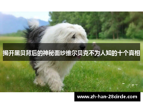 揭开黑贝背后的神秘面纱维尔贝克不为人知的十个真相